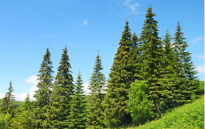 Fully Grown Pine Trees