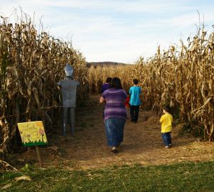 CORN MAZE